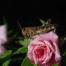 Gafanhoto (grasshopper)